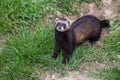 Polecat or Ferret in England Royalty Free Stock Photo